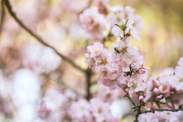 blooming pink flower branch on spring garden.