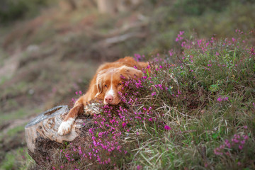 dog in heather colors. Portrait of a pet in nature. Nova Scotia Duck Tolling Retriever in the beautiful scenery. Animal in spring
