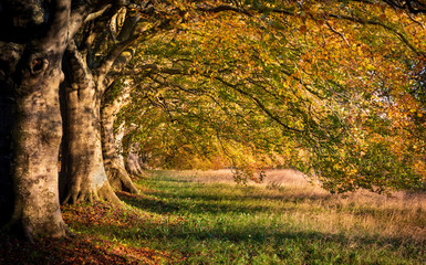 Tree lined road in autumn near Badbury Rings