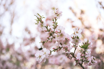 blooming pink flower branch on spring garden.