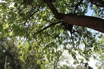 Fototapeta premium Ramificaciones 2