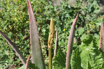 Aloe flor 3