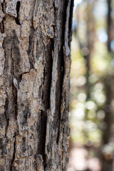 Rugged, textured bark of a pine tree with bokeh forest background ~BARK OF A TREE~