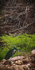 A peacock with a beautiful landscape in Jaipur. 
