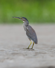 Heron - 4200