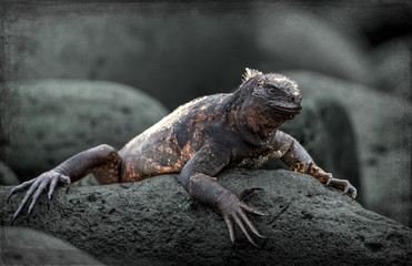 Galapagos Marine Iguana - Stylied BG - 6946
