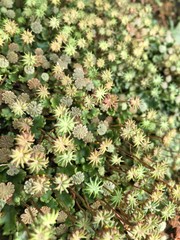 flowers in the garden