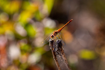 dragonfly on branch 