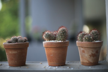 cactus in pot