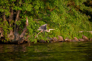 great blue heron