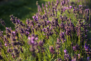 field of lavender flowers