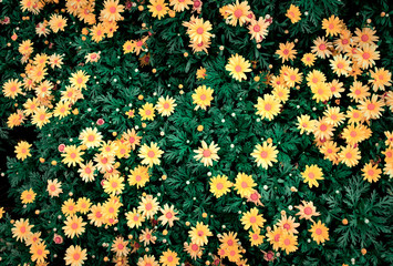 Fototapeta na wymiar A background material with saturated yellow and orange small flowers, top view.