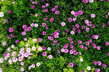 A background of varied color many marigold flowers, top view.