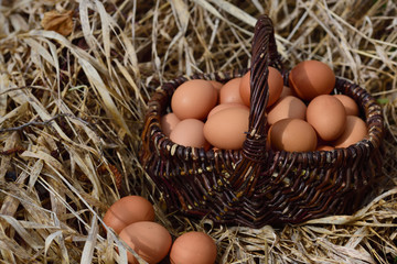 An old wicker basket, full of fresh eggs, stands on old dry reed in nature