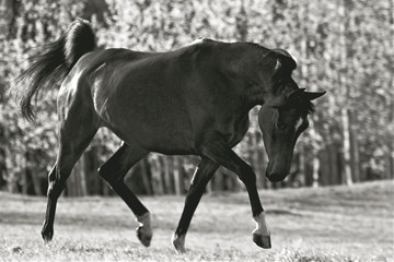 Obraz na płótnie Canvas Arabian Horse playing in meadow, black and white vintage photo