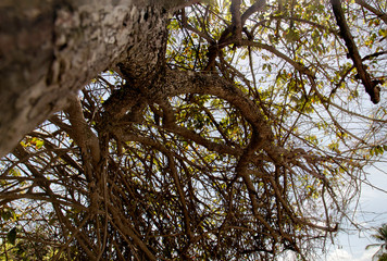 Tangled brown tree branches with few light green leaves  seen from the bottom in high resolution. Nadir plane view of tree branches