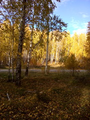 autumn in the forest