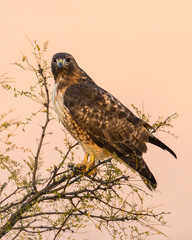 Red-tailed hawk - 5918