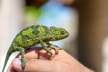 Closeup of a chameleon sitting on a hand on the island of Zanzibar, Tanzania, Africa © OlegD