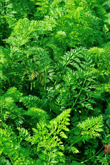 Green carrot plants in growth at vegetable garden