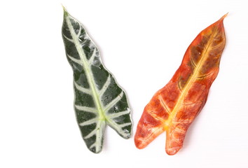 Red and green leaf with water droplets isolated on a white background
