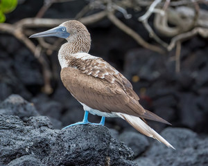 Blue-footed booby - 8399