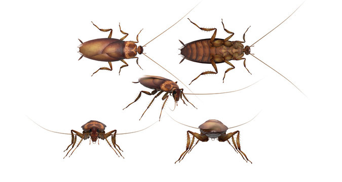 Common Asian Cockroach White Background Multiple Poses 3d Rendering