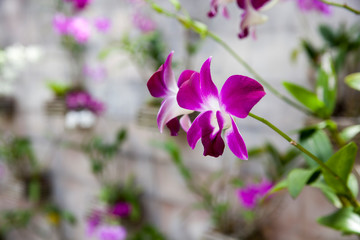Fototapeta premium A wall of purple orchids.