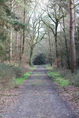 Road in german forest background stock photography high quality prints