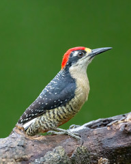 Black-cheeked woodpecker - 8017