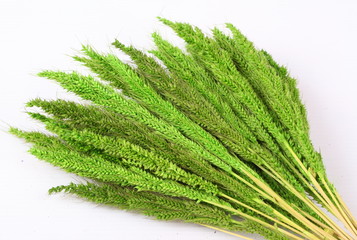 Green ears of wheat on a white background