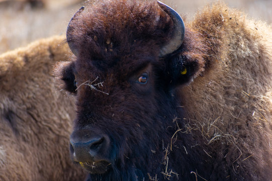 Close up of female Bison Tall Grass Prairie Preserve Oklahoma