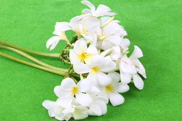 white frangipani flower on green background