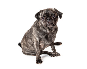 Brindle Coated Pug Dog Sitting Looking
