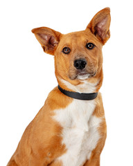 Brown Crossbreed Medium Size Dog Closeup