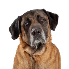 Close-up Mastiff Dog Sad Expression