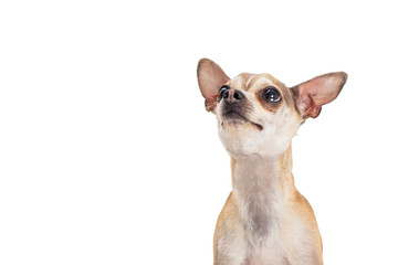 Cute Excited Chihuahua Looking Up