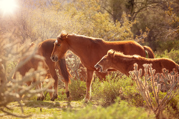Family of Wild Horses in Golden Light