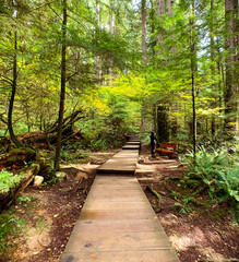 path into the forest