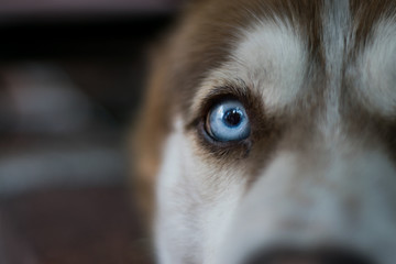 eye macro of a dog