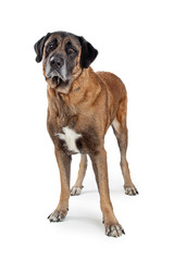 Large Mastiff Dog Standing Sad Expression
