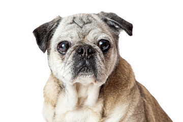 Pug Dog Close up Looking Forward