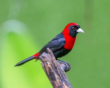Crimson-collared tanager - 9615