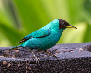 Green honeycreeper (male) - 7940