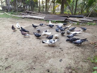 Fototapeta premium Pigeons colony image