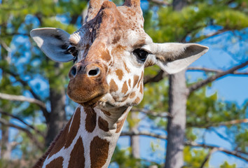 Reticulated Giraffe foraging in the trees in zoological setting.