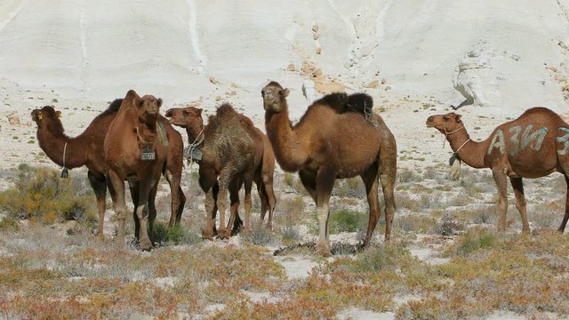camels in Mangystau white background