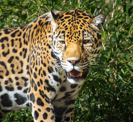 Fototapeta na wymiar Jaguar walking through the trees in a zoological setting.