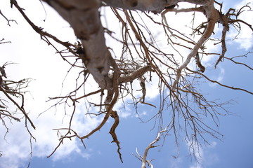 tree branches in the sky