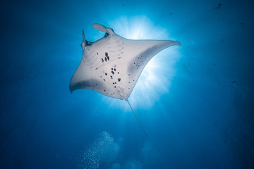 Manta Ray Fly Over